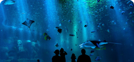 Cheap family discounts on aquariums