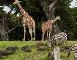Cheap family discounts on zoos and safaris